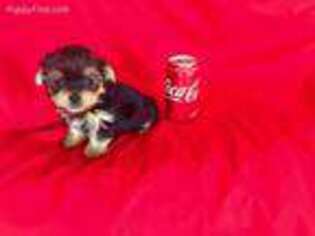 Yorkshire Terrier Puppy for sale in Barstow, CA, USA