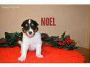 Collie Puppy for sale in Pryor, OK, USA