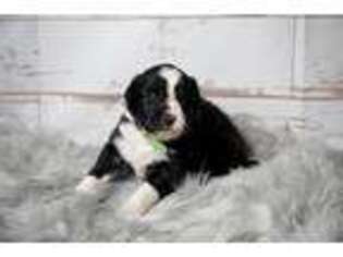 Border Collie Puppy for sale in Modesto, CA, USA