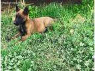 Belgian Malinois Puppy for sale in Riverside, CA, USA