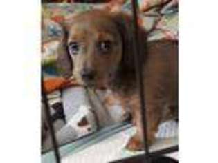 Dachshund Puppy for sale in Leesville, SC, USA