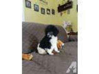 Mutt Puppy for sale in REHOBOTH, MA, USA