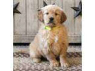 Golden Retriever Puppy for sale in Newburg, PA, USA