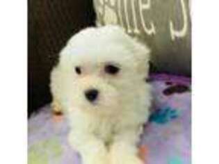 Maltese Puppy for sale in Hampstead, NC, USA