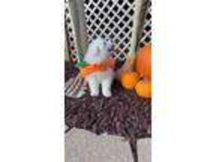 Samoyed Puppy for sale in Staten Island, NY, USA