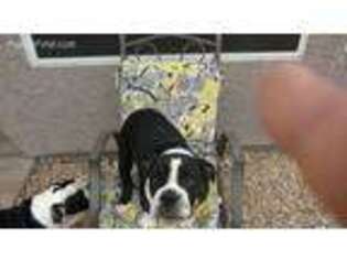 Olde English Bulldogge Puppy for sale in Peoria, AZ, USA
