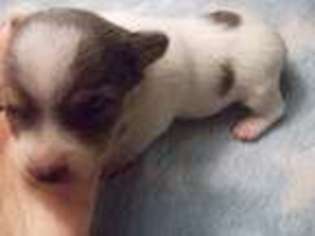 Rat Terrier Puppy for sale in Archer, FL, USA