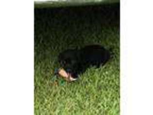 Labrador Retriever Puppy for sale in Fork, SC, USA