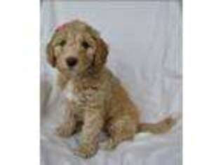 Labradoodle Puppy for sale in Jackson, MS, USA