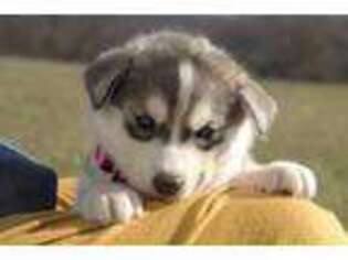 Siberian Husky Puppy for sale in Middleburg, PA, USA