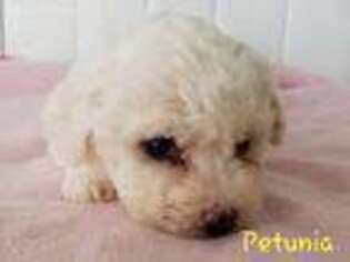 Bichon Frise Puppy for sale in Stanwood, MI, USA