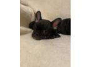 French Bulldog Puppy for sale in Mansfield, MO, USA