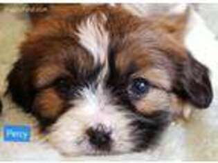 Cavapoo Puppy for sale in Carson City, MI, USA