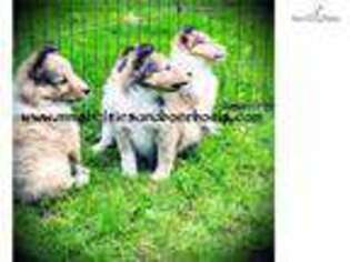 Shetland Sheepdog Puppy for sale in Syracuse, NY, USA