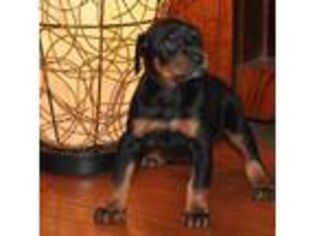 Doberman Pinscher Puppy for sale in Hiddenite, NC, USA