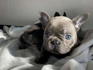 French Bulldog Puppy for sale in Broomfield, CO, USA