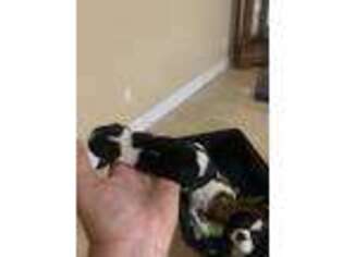 Cavalier King Charles Spaniel Puppy for sale in Lynn Haven, FL, USA