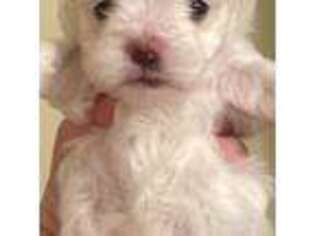 Maltese Puppy for sale in Lincoln, AL, USA