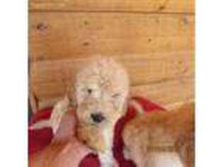 Goldendoodle Puppy for sale in Concordia, KS, USA