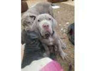 Neapolitan Mastiff Puppy for sale in Laingsburg, MI, USA