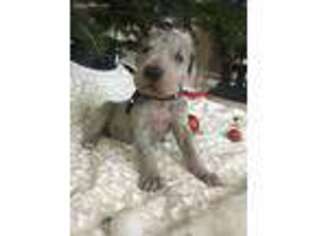 Great Dane Puppy for sale in Vernal, UT, USA