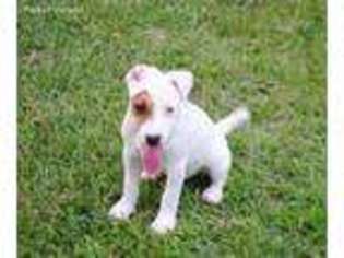Jack Russell Terrier Puppy for sale in Jasper, TX, USA
