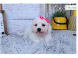 Bichon Frise Puppy for sale in Springfield, MO, USA