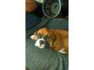 Boxer Puppy for sale in Elgin, MN, USA