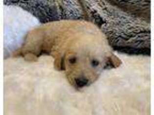 Goldendoodle Puppy for sale in Gulf Breeze, FL, USA