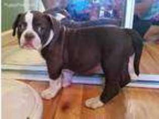 Alapaha Blue Blood Bulldog Puppy for sale in Oakley, CA, USA