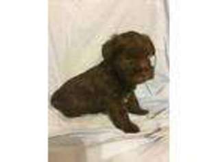 Mutt Puppy for sale in Liberty, TX, USA