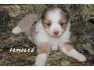 Miniature Australian Shepherd Puppy for sale in Baileyville, KS, USA