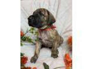 Great Dane Puppy for sale in Bakersfield, CA, USA