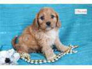 Cavapoo Puppy for sale in Mansfield, OH, USA
