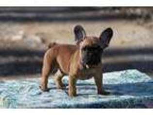 French Bulldog Puppy for sale in Marshall, VA, USA