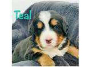 Bernese Mountain Dog Puppy for sale in Layton, UT, USA