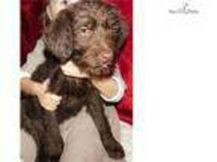 Labradoodle Puppy for sale in Cambridge, OH, USA