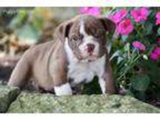 Bulldog Puppy for sale in Bradford, OH, USA