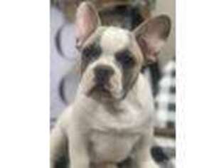 French Bulldog Puppy for sale in Quapaw, OK, USA
