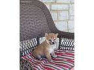 Shiba Inu Puppy for sale in Leesburg, OH, USA