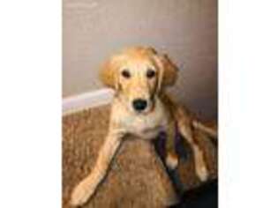 Golden Retriever Puppy for sale in Evans, CO, USA