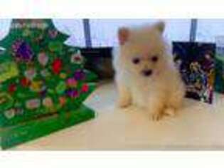 Pomeranian Puppy for sale in Madison, OH, USA