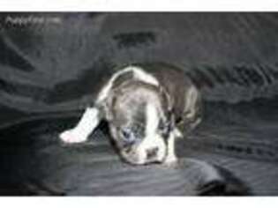Borzoi Puppy for sale in Unknown, , USA
