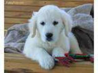 Golden Retriever Puppy for sale in West Unity, OH, USA