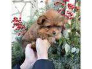 Pomeranian Puppy for sale in Chicago, IL, USA