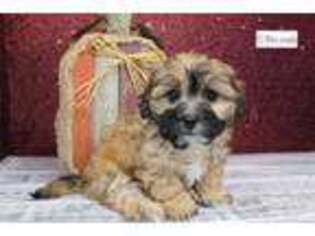 Shih-Poo Puppy for sale in Kirksville, MO, USA