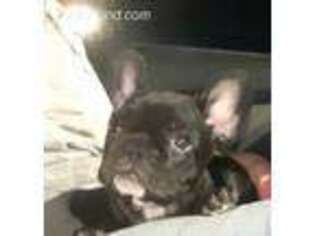 French Bulldog Puppy for sale in Troy, MO, USA