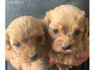 Cavapoo Puppy for sale in Evanston, WY, USA