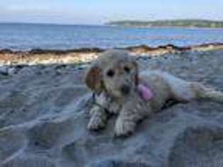 Goldendoodle Puppy for sale in Fall River, MA, USA