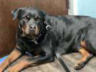 Rottweiler Puppy for sale in Lincolnton, GA, USA